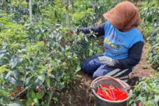 Cuaca Buruk, Panen Cabai Besar di Kota Batu Merosot, Harga Jual Justru Anjlok