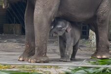 Bayi gajah betina bernama Diah bersama induknya Nazumi saat diperkenalkan pada pengunjung Batu Secret Zoo (A. Malik/ Tagarjatim.id)