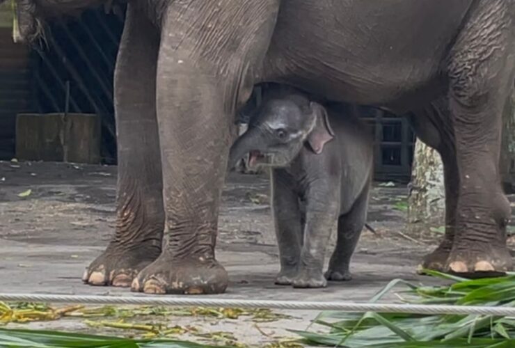 Bayi gajah betina bernama Diah bersama induknya Nazumi saat diperkenalkan pada pengunjung Batu Secret Zoo (A. Malik/ Tagarjatim.id)