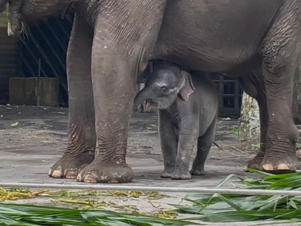Bayi gajah betina bernama Diah bersama induknya Nazumi saat diperkenalkan pada pengunjung Batu Secret Zoo (A. Malik/ Tagarjatim.id)