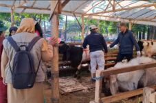 Pemeriksaan hewan kurban oleh Tim Kesehatan Hewan dari Dinas Pertanian dan Ketahanan Pangan Kota Batu.