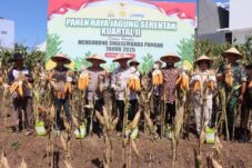 Panen raya jagung kuartal II di kawasan Bengkayang, Kelurahan Oro-Oro Ombo, Kota Batu. (Istimewa)