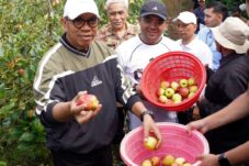 Lahan Menyusut Drastis, Pemkot Batu Genjot Penyelamatan Apel sebagai Ikon Daerah