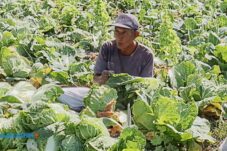 Alokasi Pupuk Subsidi Kota Batu Naik Jadi 1.054 Ton, Diharapkan Topang Produktivitas Petani