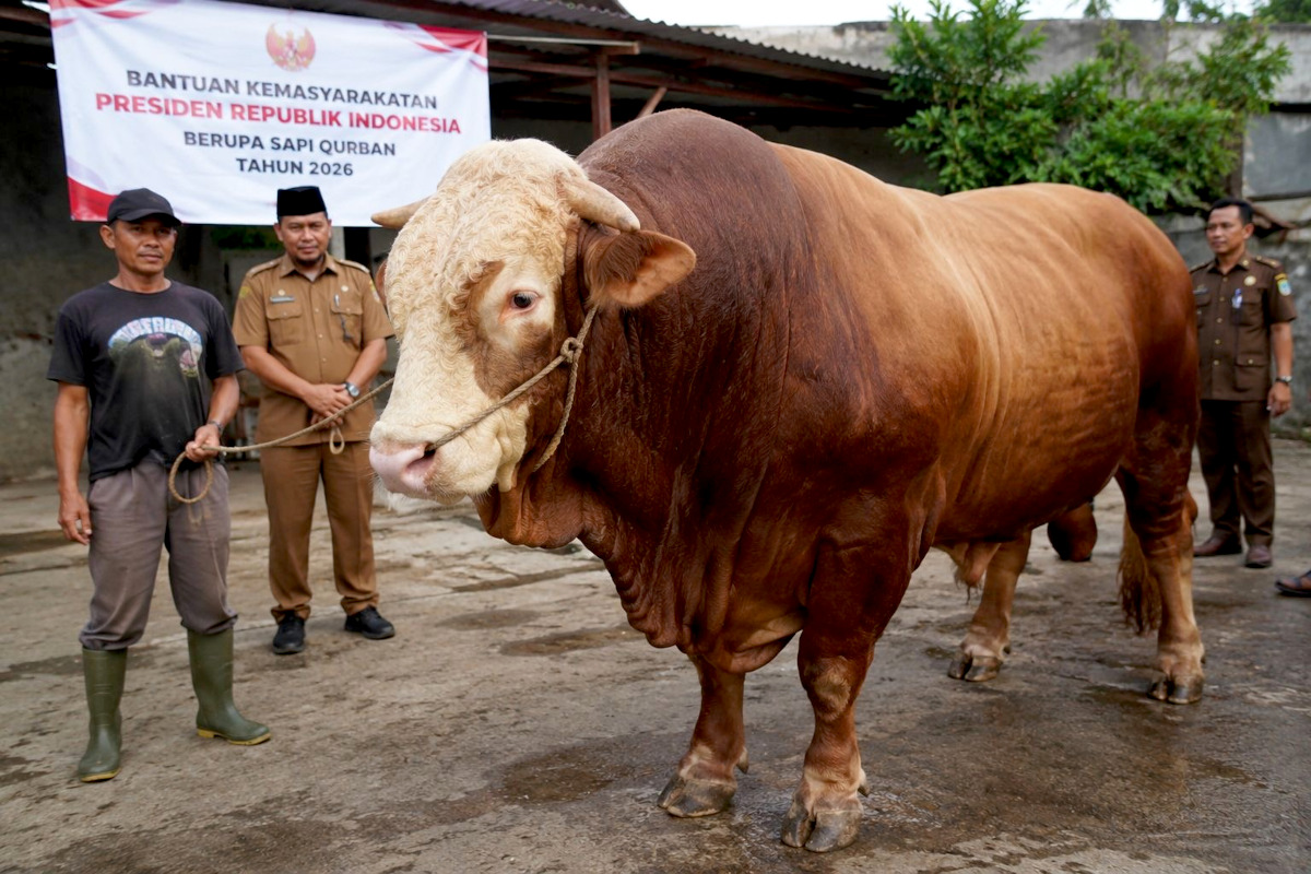 Sapi Jumbo Bobot 1,2 Ton Bantuan Presiden Prabowo Siap Meriahkan Idul Adha di Kota Batu
