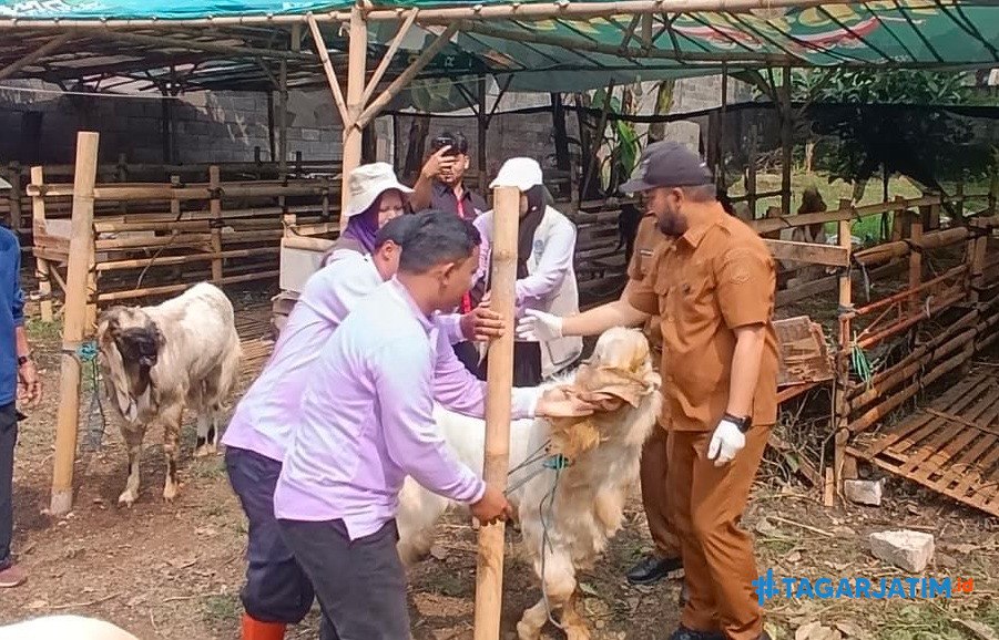 Kambing Kurban di Kota Batu Disuntik Vitamin dan Dicek Ketat Jelang Idul Adha