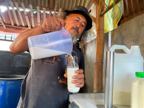 Rupiah Melemah, Produsen Susu Kambing Etawa di Kota Batu Tetap Bangkit